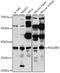 DNA Polymerase Delta Interacting Protein 2 antibody, 16-248, ProSci, Western Blot image 