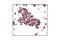 Ribosomal Protein S6 antibody, 2317S, Cell Signaling Technology, Immunohistochemistry paraffin image 