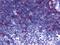Prostaglandin D2 Receptor 2 antibody, 48-122, ProSci, Immunohistochemistry frozen image 