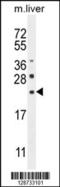 C-Type Lectin Domain Family 2 Member L antibody, 55-503, ProSci, Western Blot image 