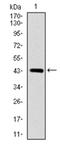 SRY-Box 9 antibody, AM06721PU-N, Origene, Western Blot image 