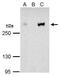 CREB Binding Protein antibody, PA5-27369, Invitrogen Antibodies, Immunoprecipitation image 
