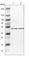 DEAD-Box Helicase 47 antibody, HPA014855, Atlas Antibodies, Western Blot image 