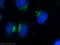 Golgin subfamily B member 1 antibody, 22270-1-AP, Proteintech Group, Immunofluorescence image 