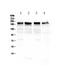 Laminin antibody, PA5-79576, Invitrogen Antibodies, Western Blot image 