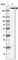 Inositol 1,4,5-Trisphosphate Receptor Type 1 antibody, HPA014765, Atlas Antibodies, Western Blot image 