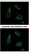 Mitochondrial enolase superfamily member 1 antibody, NBP2-16338, Novus Biologicals, Immunocytochemistry image 