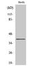 MAS Related GPR Family Member F antibody, A14393, Boster Biological Technology, Western Blot image 