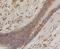 BCL2 Associated Agonist Of Cell Death antibody, NBP2-67308, Novus Biologicals, Immunohistochemistry paraffin image 