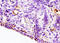 IL-12 antibody, 251278, Abbiotec, Immunohistochemistry paraffin image 