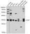 Isoprenylcysteine Carboxyl Methyltransferase antibody, 13-561, ProSci, Western Blot image 