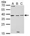Baculoviral IAP Repeat Containing 7 antibody, LS-C186348, Lifespan Biosciences, Western Blot image 