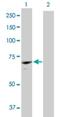 Cyclin Dependent Kinase 19 antibody, H00023097-D01P, Novus Biologicals, Western Blot image 