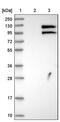Complement component C1q receptor antibody, PA5-52930, Invitrogen Antibodies, Western Blot image 