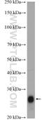 Family With Sequence Similarity 3 Member D antibody, 12336-1-AP, Proteintech Group, Western Blot image 
