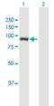 Unc-45 Myosin Chaperone B antibody, H00146862-B01P, Novus Biologicals, Western Blot image 