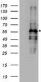 Fanconi anemia group E protein antibody, TA890120S, Origene, Western Blot image 