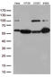 Interferon Regulatory Factor 3 antibody, M00165-1, Boster Biological Technology, Western Blot image 