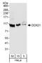 DExD-Box Helicase 21 antibody, A300-628A, Bethyl Labs, Western Blot image 