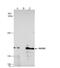hRAD50 antibody, NBP2-20054, Novus Biologicals, Immunoprecipitation image 
