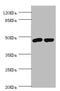 Fc Fragment Of IgM Receptor antibody, A56202-100, Epigentek, Western Blot image 