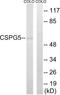 CSPG5 antibody, LS-C119852, Lifespan Biosciences, Western Blot image 