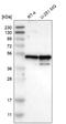 NudC Domain Containing 3 antibody, HPA019528, Atlas Antibodies, Western Blot image 
