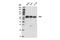 HCK Proto-Oncogene, Src Family Tyrosine Kinase antibody, 14643S, Cell Signaling Technology, Western Blot image 
