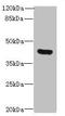 FGF1 Intracellular Binding Protein antibody, A50225-100, Epigentek, Western Blot image 