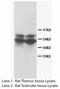 Cbfa1 antibody, LS-C172015, Lifespan Biosciences, Western Blot image 