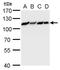 DNA replication licensing factor MCM6 antibody, PA5-35922, Invitrogen Antibodies, Western Blot image 