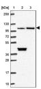 Microtubule Associated Protein 10 antibody, NBP2-30819, Novus Biologicals, Western Blot image 