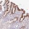 Midnolin antibody, HPA049432, Atlas Antibodies, Immunohistochemistry frozen image 