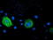 Ras Association Domain Family Member 1 antibody, LS-C172731, Lifespan Biosciences, Immunofluorescence image 