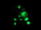 Histone Deacetylase 1 antibody, TA502143, Origene, Immunofluorescence image 