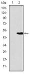 Kinesin-like protein KIF22 antibody, A05570, Boster Biological Technology, Western Blot image 
