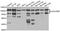 Galectin 3 Binding Protein antibody, orb247684, Biorbyt, Western Blot image 