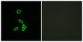 Galanin Receptor 1 antibody, abx015288, Abbexa, Western Blot image 