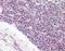 Synaptogyrin-2 antibody, orb88050, Biorbyt, Immunohistochemistry paraffin image 