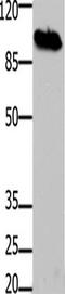 Dynamin-I antibody, TA322746, Origene, Western Blot image 