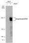 Period circadian protein homolog 1 antibody, GTX129596, GeneTex, Western Blot image 
