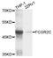 Fc Fragment Of IgG Receptor IIc (Gene/Pseudogene) antibody, STJ112102, St John