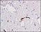 Coagulation factor VIII antibody, 250643, Abbiotec, Immunohistochemistry paraffin image 
