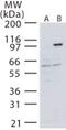 Mitogen-Activated Protein Kinase Kinase Kinase 14 antibody, PA1-41320, Invitrogen Antibodies, Western Blot image 