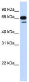 R3H Domain Containing 2 antibody, TA334563, Origene, Western Blot image 