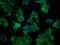 Natural resistance-associated macrophage protein 1 antibody, CSB-PA021380LA01HU, Cusabio, Immunofluorescence image 