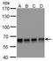 Poly(U) Binding Splicing Factor 60 antibody, NBP2-43835, Novus Biologicals, Western Blot image 
