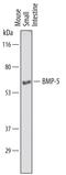 Bone morphogenetic protein 5 antibody, AF6176, R&D Systems, Western Blot image 