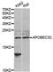 Probable DNA dC->dU-editing enzyme APOBEC-3C antibody, PA5-76891, Invitrogen Antibodies, Western Blot image 
