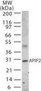 APAF1 Interacting Protein antibody, PA1-41332, Invitrogen Antibodies, Western Blot image 